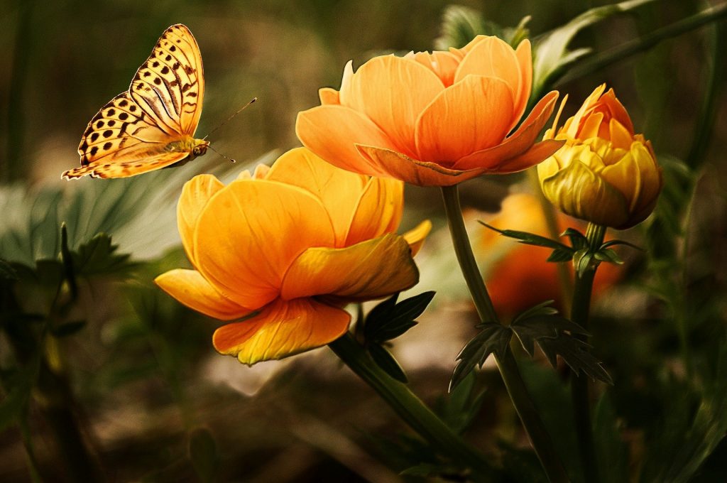 Fleurs du jardin et papillon